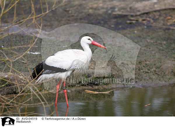 Weistorch / white stork / AVD-04519