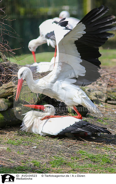 Weistrche / white storks / AVD-04523