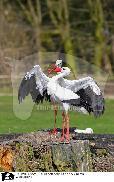 Weistrche / white storks / AVD-04525