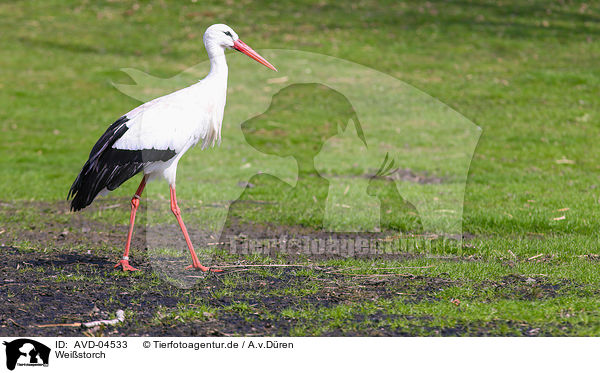 Weistorch / white stork / AVD-04533