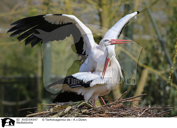 Weistrche / white storks / AVD-04547