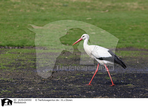 Weistorch / white stork / AVD-04550