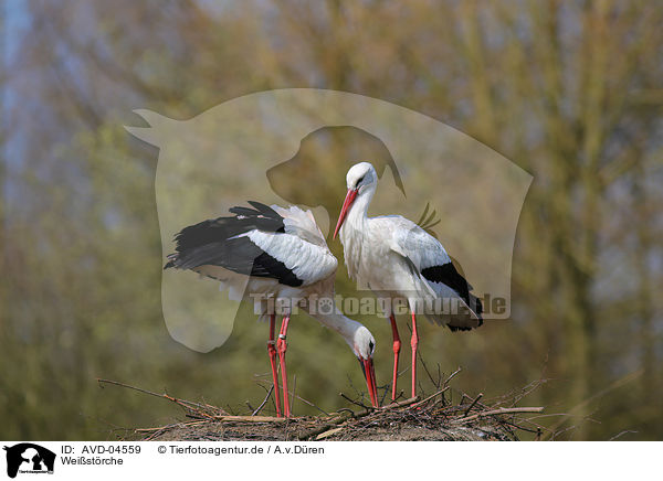 Weistrche / white storks / AVD-04559