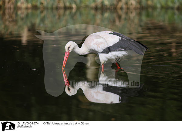 Weistorch / white stork / AVD-04574