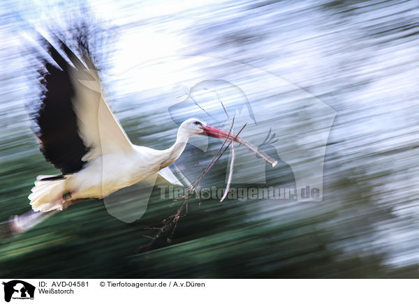 Weistorch / white stork / AVD-04581
