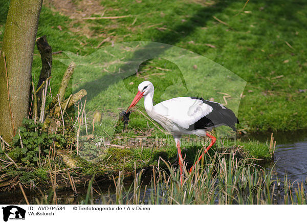 Weistorch / white stork / AVD-04584