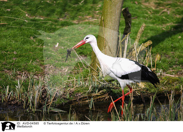 Weistorch / white stork / AVD-04585