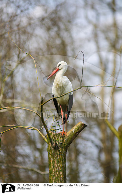 Weistorch / white stork / AVD-04586