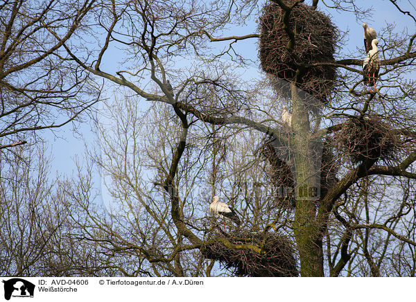 Weistrche / white storks / AVD-04606