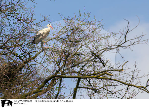 Weistorch / white stork / AVD-04609