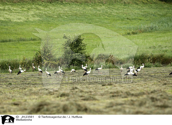 Weistrche / white storks / JH-23561