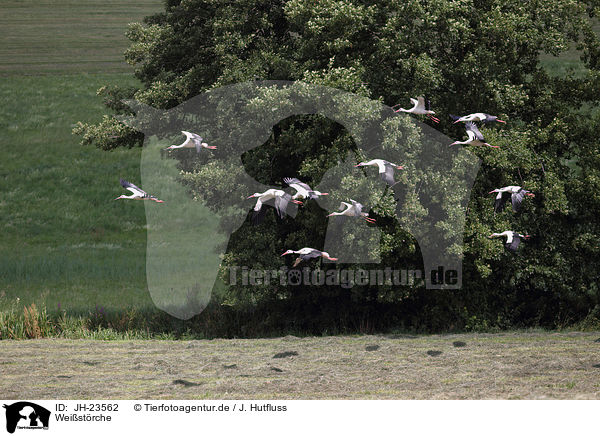 Weistrche / white storks / JH-23562