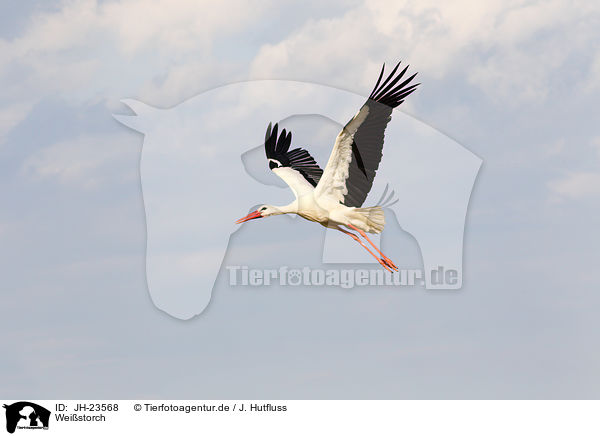 Weistorch / white stork / JH-23568
