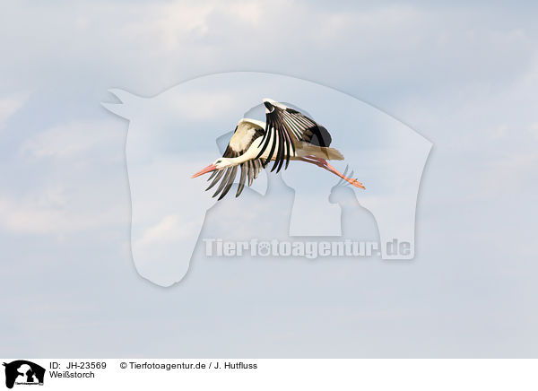 Weistorch / white stork / JH-23569