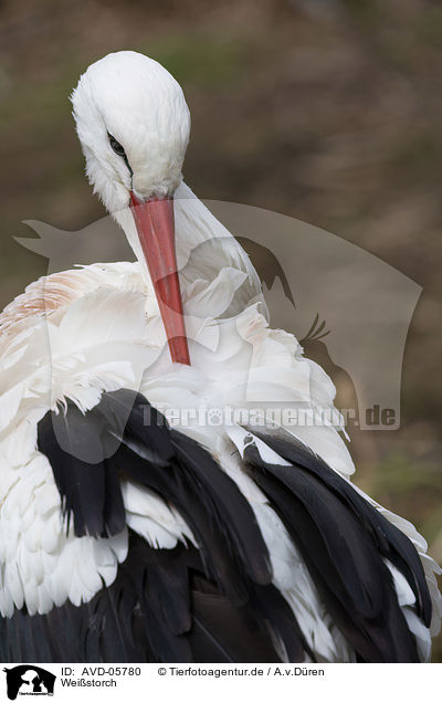 Weistorch / white stork / AVD-05780