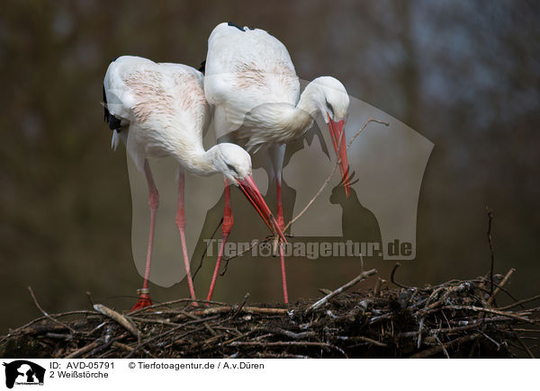 2 Weistrche / 2 white storks / AVD-05791