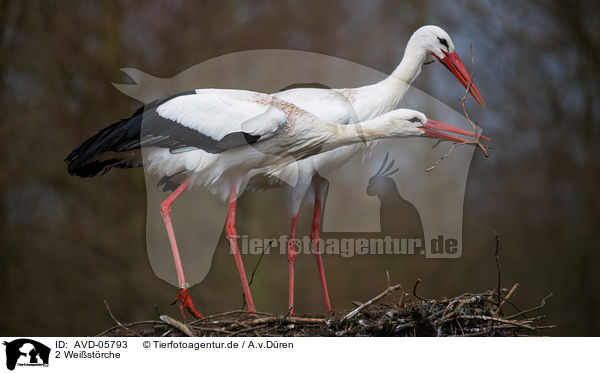 2 Weistrche / 2 white storks / AVD-05793