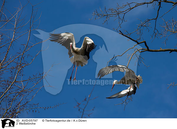 2 Weistrche / 2 white storks / AVD-05797