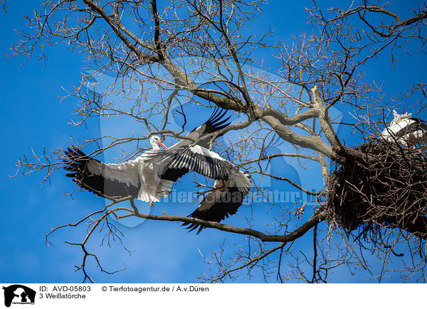 3 Weistrche / 3 white storks / AVD-05803