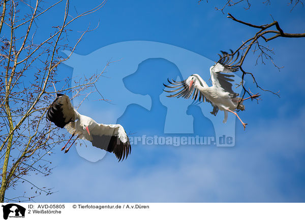 2 Weistrche / 2 white storks / AVD-05805