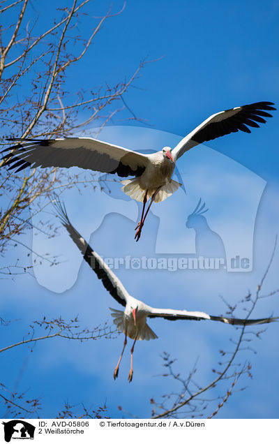 2 Weistrche / 2 white storks / AVD-05806