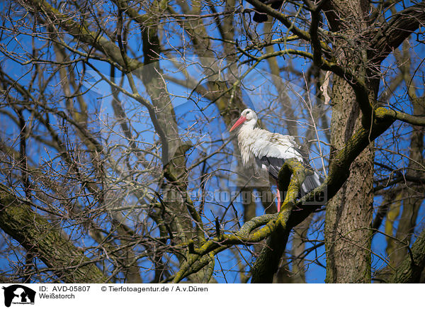 Weistorch / white stork / AVD-05807