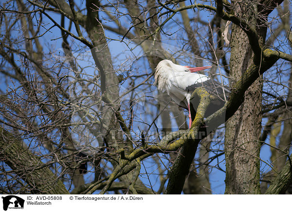 Weistorch / white stork / AVD-05808