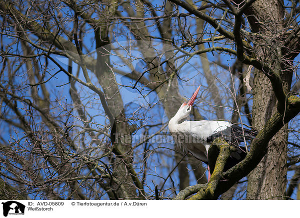 Weistorch / white stork / AVD-05809