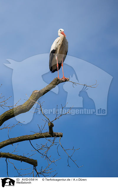 Weistorch / white stork / AVD-05814