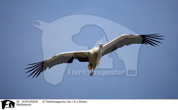 Weistorch / white stork / AVD-05829