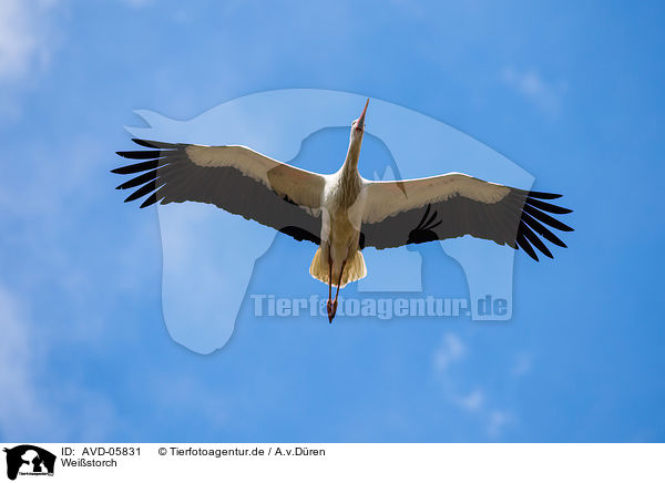 Weistorch / white stork / AVD-05831