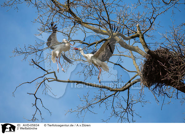 2 Weistrche / 2 white storks / AVD-05834