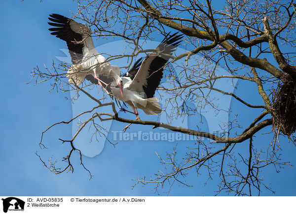 2 Weistrche / 2 white storks / AVD-05835