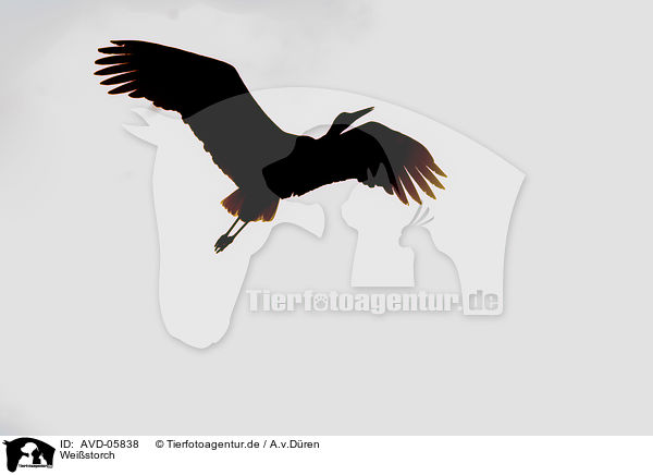 Weistorch / white stork / AVD-05838