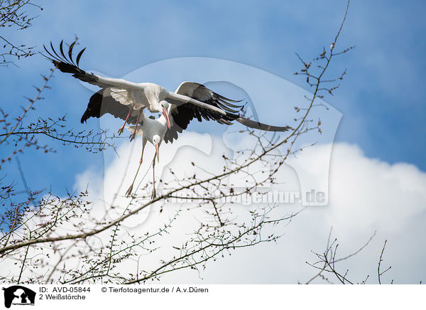 2 Weistrche / 2 white storks / AVD-05844