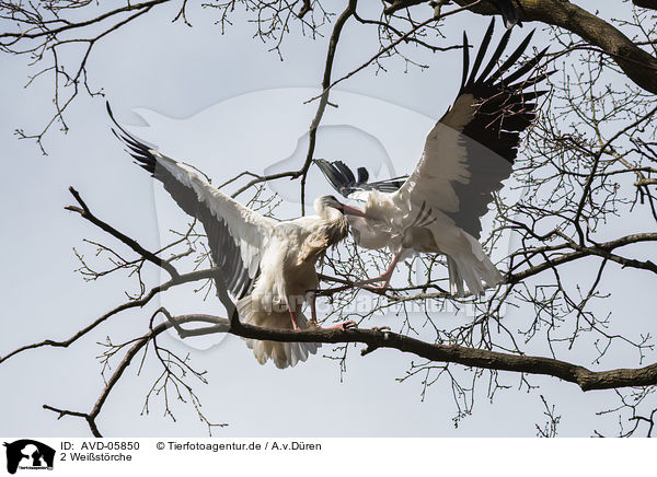 2 Weistrche / 2 white storks / AVD-05850