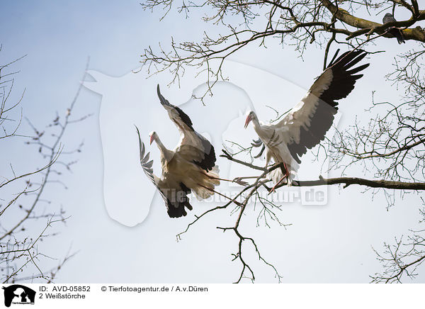 2 Weistrche / 2 white storks / AVD-05852