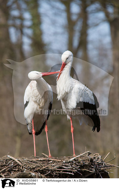 2 Weistrche / 2 white storks / AVD-05861