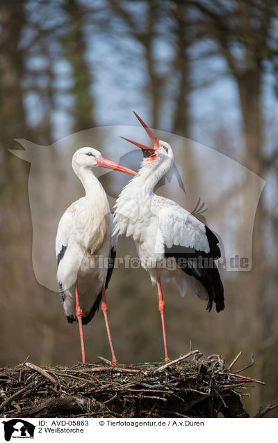 2 Weistrche / 2 white storks / AVD-05863