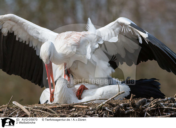 2 Weistrche / 2 white storks / AVD-05870