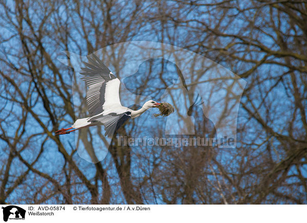 Weistorch / white stork / AVD-05874