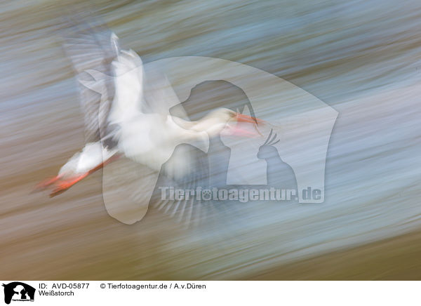 Weistorch / white stork / AVD-05877