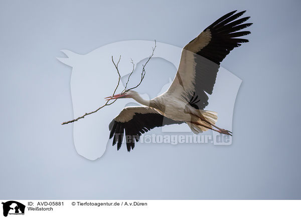 Weistorch / white stork / AVD-05881