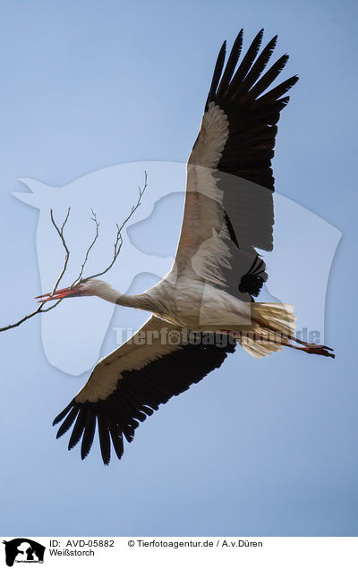 Weistorch / white stork / AVD-05882