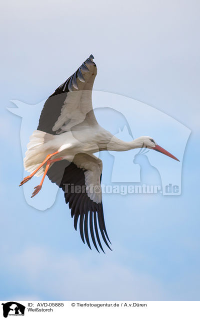 Weistorch / white stork / AVD-05885