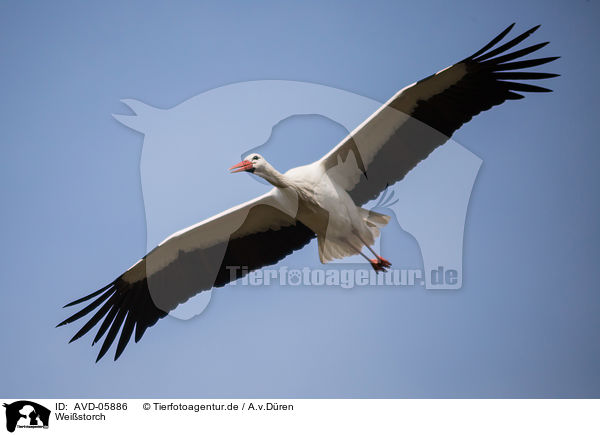 Weistorch / white stork / AVD-05886