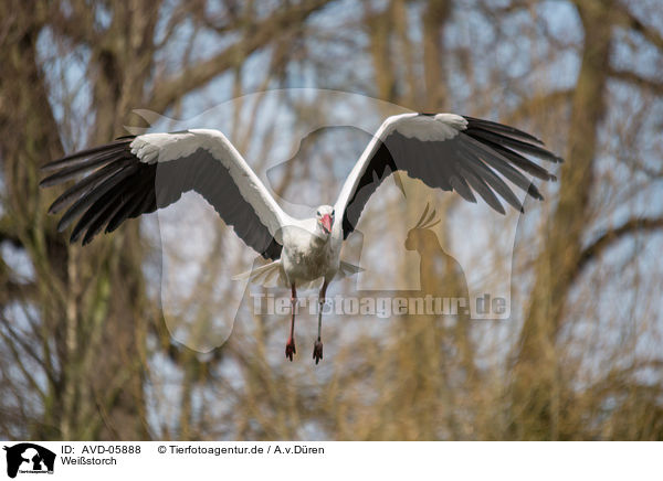 Weistorch / white stork / AVD-05888