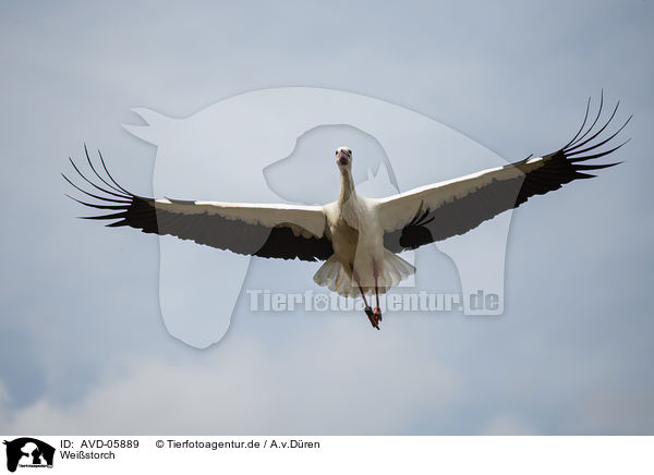 Weistorch / white stork / AVD-05889