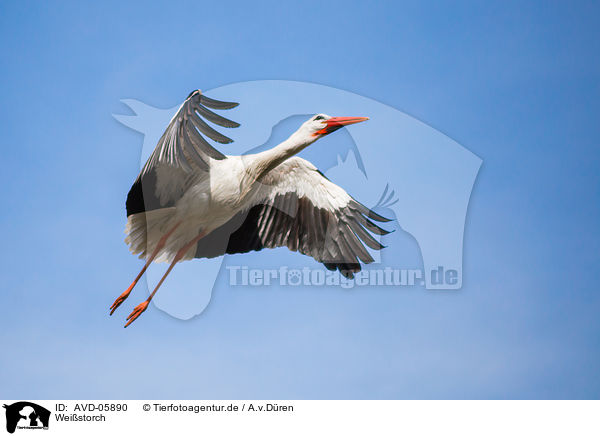 Weistorch / white stork / AVD-05890