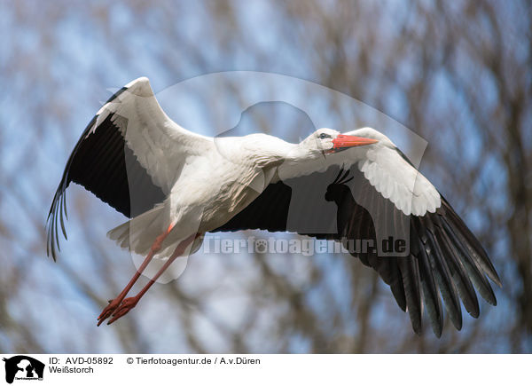 Weistorch / white stork / AVD-05892